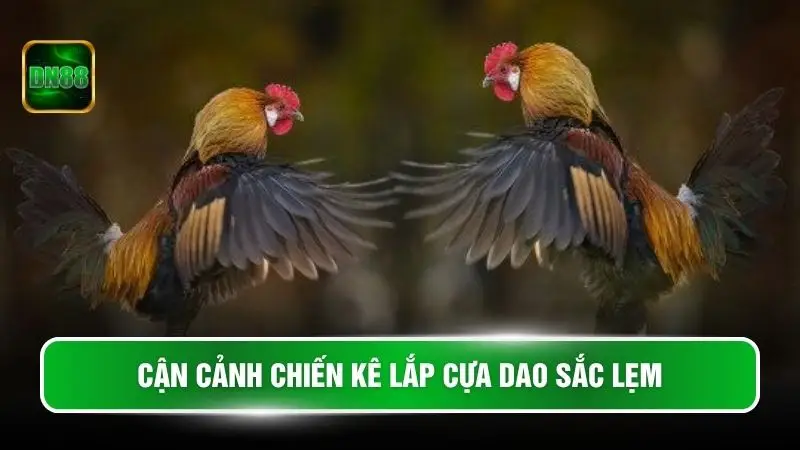 Cận cảnh chiến kê lắp cựa dao sắc lẹm
